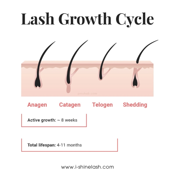 Lifespan of natural lashes